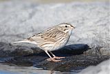 Savannah Sparrow